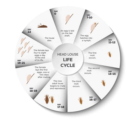 The Head Lice Life Cycle - Lice Clinics of America - Texas Lice Removal ...