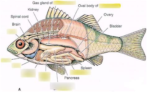 Yellow perch internal anatomy Diagram | Quizlet