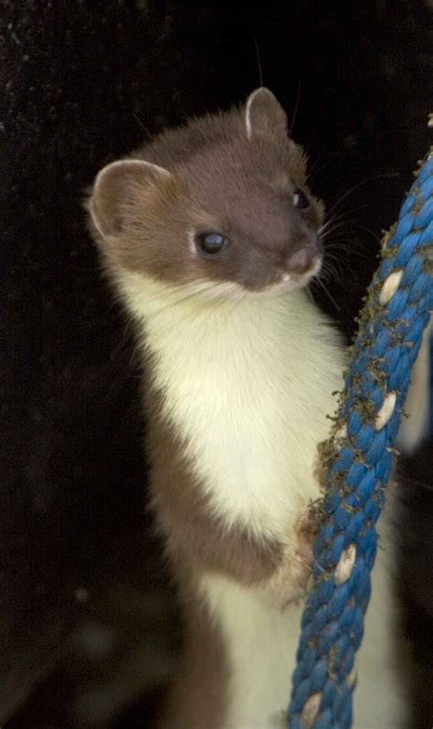 Free picture: short tailed, weasel, up-close, head, mustela, erminea