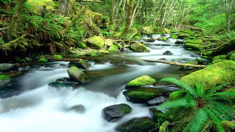 Daintree Rainforest in Fitzroy Island, QLD | Amazing Landscapes | Pinterest | Honeymoon planning ...