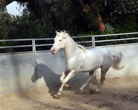 Camarillo White Horse — DiscoverTheHorse