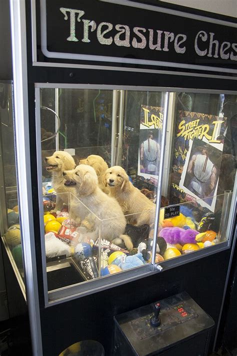 Best Claw Machine Prize Ever... Puppies! | Claw machine, Puppies, Doggy