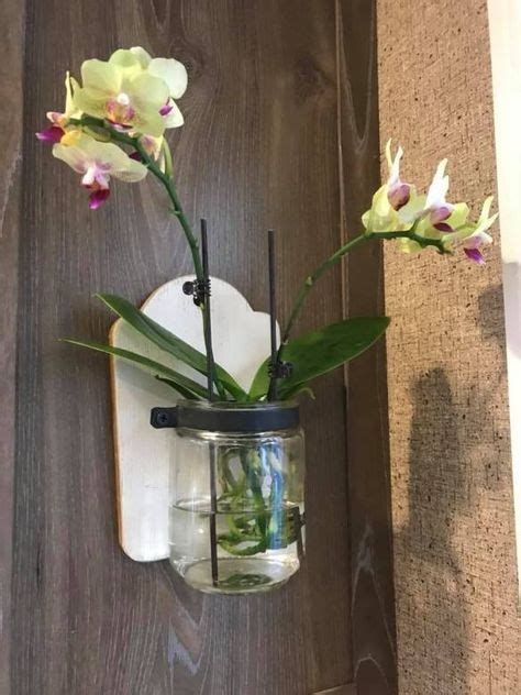 Orchids in water culture | Orchids in water, Water culture orchids, Indoor orchids