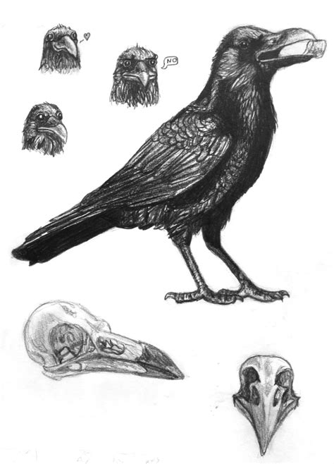 Anatomy Of A Crow - Anatomical Charts & Posters