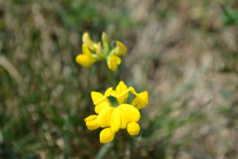 Birdsfoot Trefoil is a broadleaf weed with bright yellow flowers.