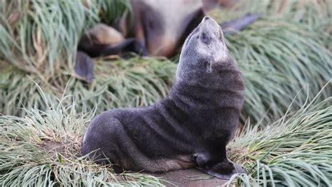 Antarctic Fur Seal pups and females at Salisbury Plain, South Georgia, Southern Ocean. - Stock ...