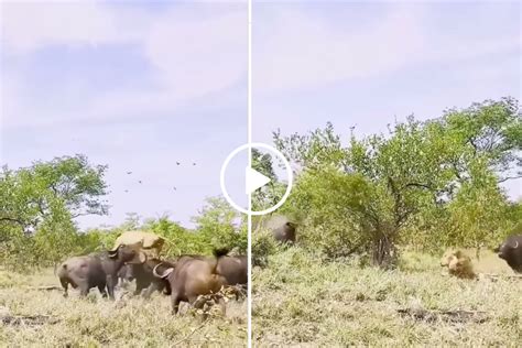 Video: Buffalo Tosses Lion into the Air In Intense Battle