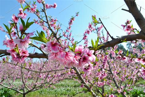 Apricot tree flowers containing apricot, tree, and flowers | High-Quality Nature Stock Photos ...