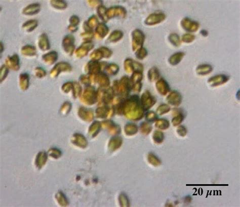 Golden Algae: They Hunt, They Kill, They Cheat | University of Arizona News