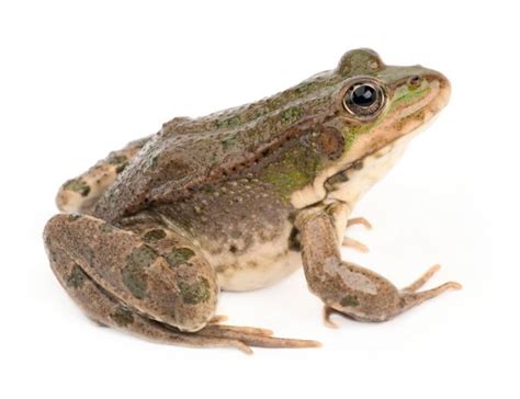 Green frog — Stock Photo © Huhli13 #17349957