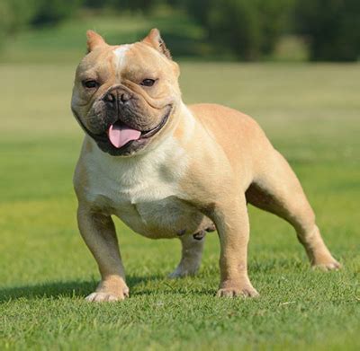 Shorty Bull Info, History, Temperament, Training, Puppies, Pictures