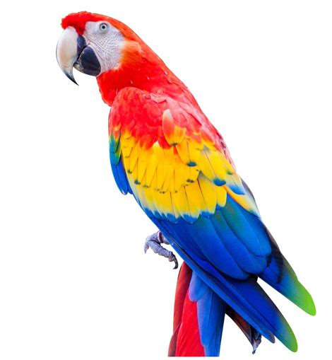 Scarlet Macaw (Breeding Pair) – DirectParrots