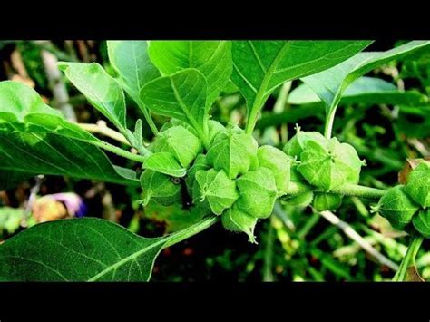 Ashwagandha Testosterone Booster Proven by Human Studies