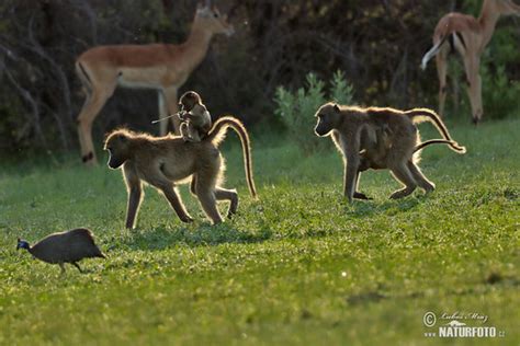 Papio ursinus Pictures, Chacma Baboon Images, Nature Wildlife Photos | NaturePhoto