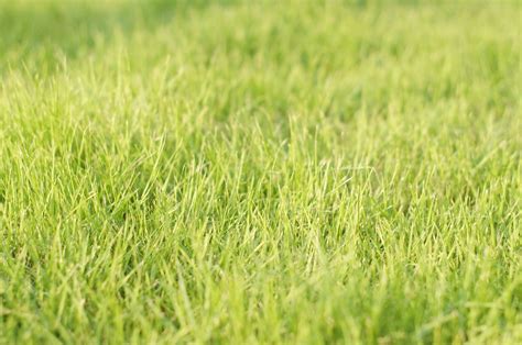 1360x768 wallpaper | Green, Grass, Spring, Fresh, grass, field | Peakpx