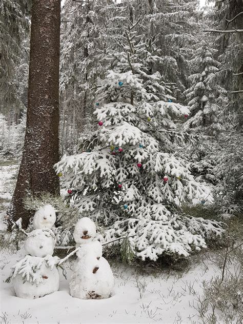 Winter Bavarian Forest - Free photo on Pixabay - Pixabay