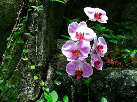 The Plants of the Tropical Rainforest | Voyagers Travel