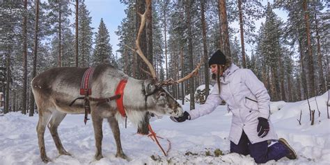 Visiting Reindeer Farm Lapland Finland Rovaniemi: Reindeer Lake Resort ...