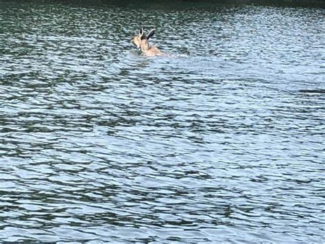 BLOG: Boater captures pictures of moose swimming across Lake George | Adirondack Outdoors ...