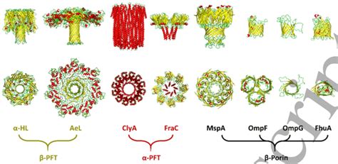 Side and top view of common types of protein nanopores, including ...