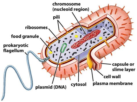 Prokaryote Vs Eukaryote Diagram
