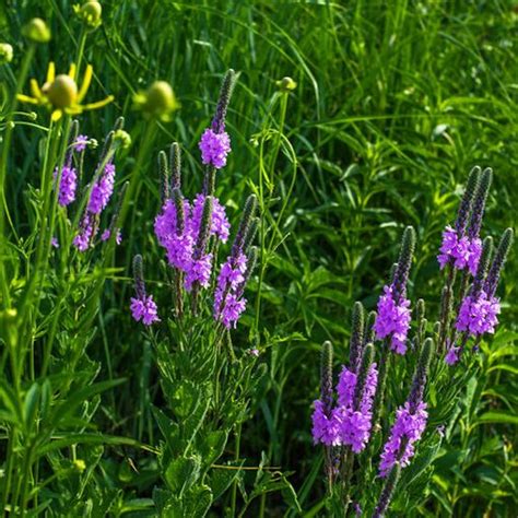 Hoary Vervain Seeds for Buckeye Butterflies and More!