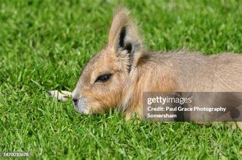 135 Mara Rodent Stock Photos, High-Res Pictures, and Images - Getty Images