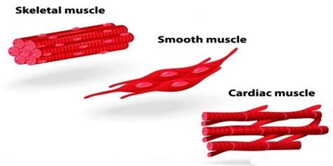 Involuntary or Smooth Muscle - QS Study