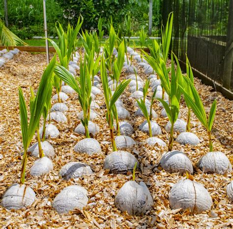 Planting & Care of the Coconut Palm - ACIDEES