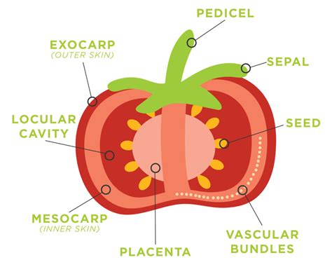 Activity | Fruit Dissection | Desert Botanical Garden