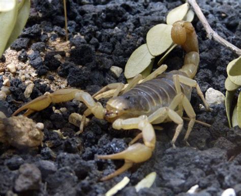 Arizona Bark Scorpion Pest Control Services