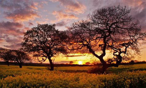 Sunset Through Trees | Tuesday April 24th 2012, Storeton, Wi… | Tim ...