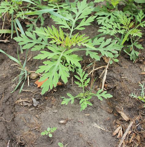 Common Ragweed | Weed identification guide for Ontario crops | ontario.ca