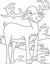 Consider reindeer coloring Page sketch template