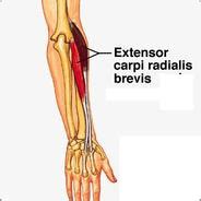 Extensor Carpi Radialis Brevis Muscle – Definition, Location, Function ...