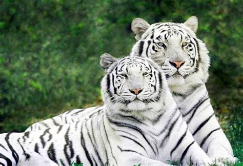 Interesting Information & Facts About White Tiger For Children