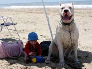 Temperament: Is a Dogo Right For Your Family? - CaninePlanet.net