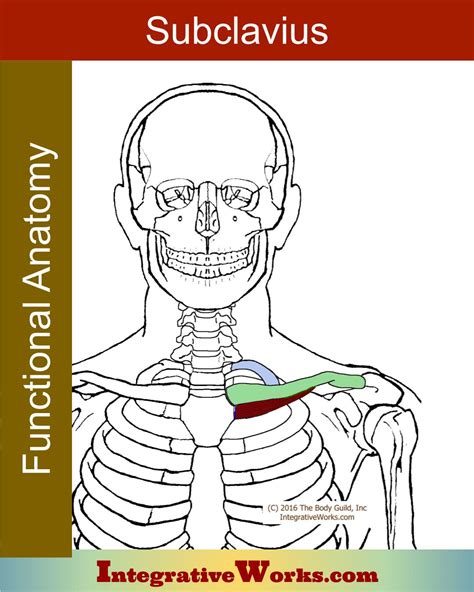 Subclavius- Functional Anatomy - Integrative Works