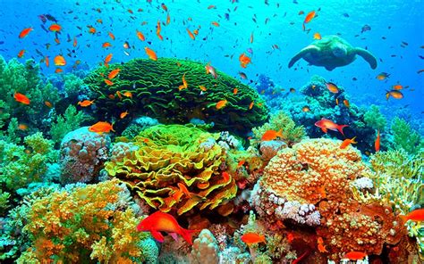 marine underwater - Google Search | Coral reef pictures, Coral reef, Underwater images