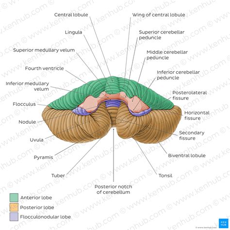 Cerebellum Drawing