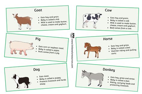 Animal Fact Sheets Printable - Printable Word Searches