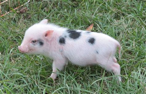 Picture | Teacup piglets, Teacup pigs, Teacup pigs for sale