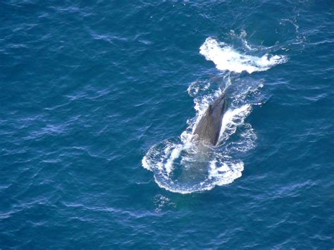File:Sperm whale 123.jpg - Wikimedia Commons