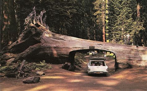 Redwood national and state parks, Redwood forest, Redwood forest california