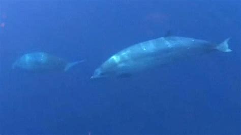 Beaked whales: Potential new species of beaked whale spotted off Mexico ...