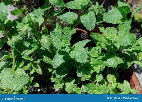 Mint (Herb) Plant stock photo. Image of gardening, bunch - 14191668