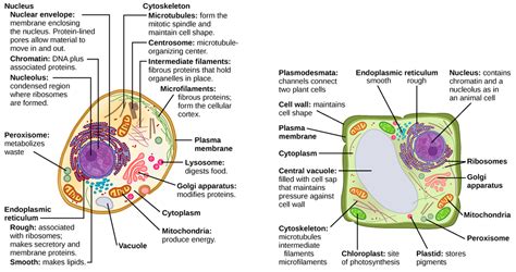 Image result for illustrations of a cell and different components ...