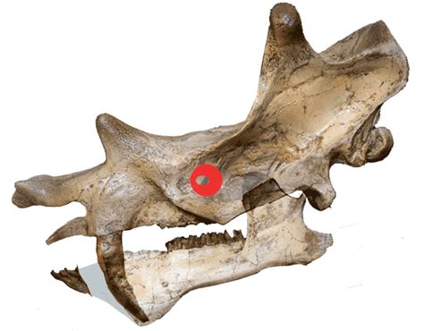 Uintatherium, Bathyopsis and Coryphodon