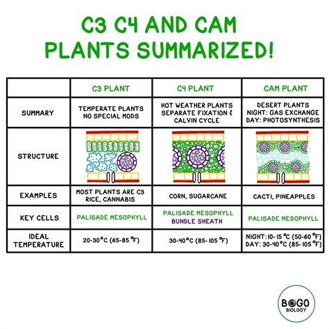 C3 C4 and CAM Plants Summarized! C3 C4 CAM Plant Tutorial: https ...