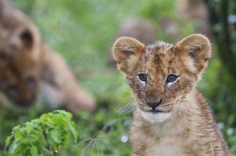 Lion Cub Masai Mara Rekero 1 - Exceptional Travel